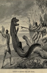 eve_226_an alligator-58a6bfd3eb577.jpeg